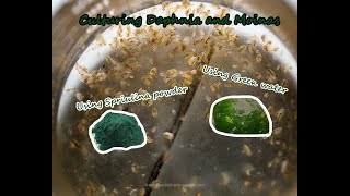 How To Culture Daphnia and Moinas using Green Water Spirulina powder [upl. by Sverre]