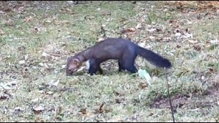 Mating Stone Martens Marten behaviour and noises [upl. by Descombes]