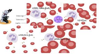 Comprendre les analyses sanguines [upl. by Noloc362]