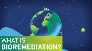 What is Bioremediation [upl. by Yekcim644]