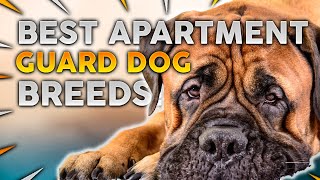 Top 10 Guard Dog Breeds For Apartments [upl. by Bili245]