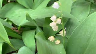 Lily of the Valley Plant Profile [upl. by Spiros276]