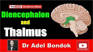 Diencephalon and Thalamus Dr Adel Bondok [upl. by Pine806]