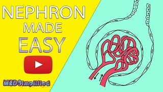 NEPHRON Structure amp Function Made Easy  Human Excretory System Simple Explanation [upl. by Anatnahs472]