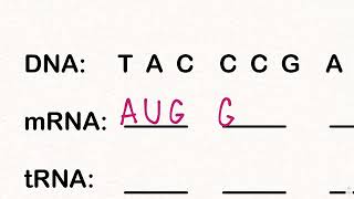 How To Use The Genetic Codon Chart [upl. by Siravaj969]