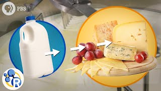 How Milk Becomes Cheese [upl. by Kacie]