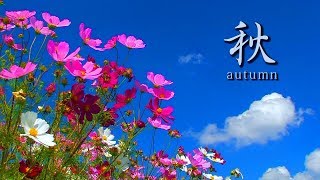 4K映像 絶景「八ヶ岳の四季３秋 紅葉」日本の美しい四季 長野県山梨県 9月中旬～11月中旬 自然風景 [upl. by Ativ]