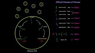 Virus Life Cycle for Different Viral Genomes dsDNA ssDNA dsRNA ssRNA  sense  sense MCAT [upl. by Treboh]