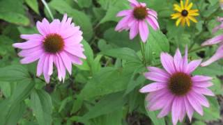 Plant portrait  Purple coneflower Echinacea purpurea [upl. by Flinn21]