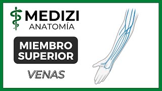 Anatomía de Miembro Superior MMSS  Venas quotMquot venosa [upl. by Lotsyrc13]