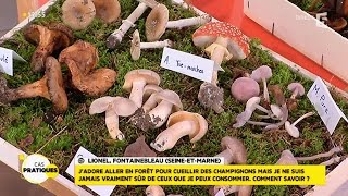 Cas Pratique  comment bien cueillir les champignons en forêt [upl. by Hahnert]