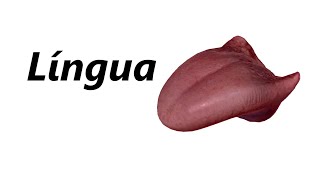 Anatomia da Língua em 3D [upl. by Caras]