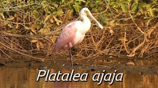 Colhereiro Platalea ajaja [upl. by Nevin643]