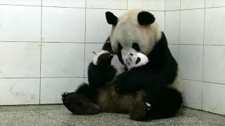 Baby Twin Pandas  Panda Babies  BBC Earth [upl. by Nitsed]