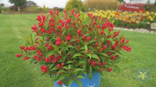 Meet Crimson Kisses Weigela [upl. by Imeka601]