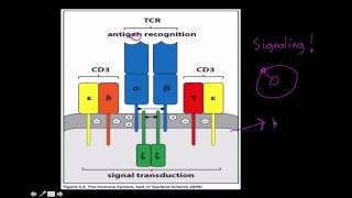 Immunology T cell receptor structure and function [upl. by Aden]