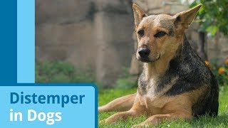 Distemper in Dogs [upl. by Oderfla]