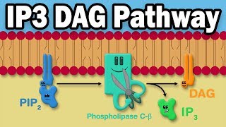 IP3 DAG Calcium Pathway [upl. by Rory661]