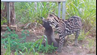 Ocelot vs Coati  Osa Conservation [upl. by Ares]