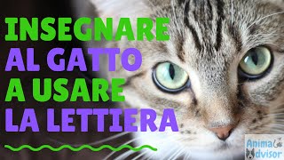 COME INSEGNARE AL GATTO A USARE LA LETTIERA [upl. by Ayanaj]