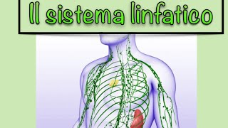 Il Sistema Linfatico In 15 Minuti [upl. by Adeirf]