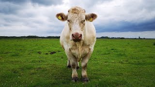 Benjy The Little Gay Bull  Doc on One  RTÉ Radio 1 [upl. by Airret]