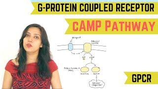 cAMP PATHWAY  GPROTEIN COUPLED RECEPTOR GPCR [upl. by Pendergast]