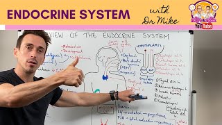 Overview of the Endocrine System [upl. by Mashe323]