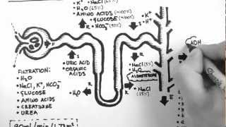 Nephron Function [upl. by Bing]