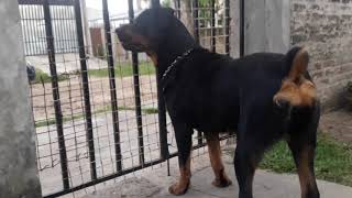 Rottweiler enojada [upl. by Ahseinet]