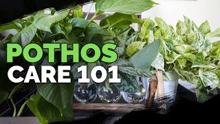 Pothos Care 101 Is This the Easiest Houseplant to Care For [upl. by Tumer]