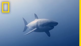 How to Identify a Bull Shark  Raging Bull Shark [upl. by Ezri]