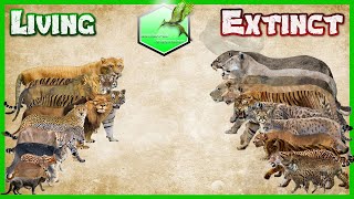 Big Cats Size Comparison LİVİNG EXTİNCT [upl. by Erika]