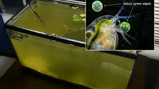 Raising Daphnia for the Freshwater Aquarium [upl. by Clarisse]