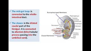 Introduction to Development of GUT Tube  Dr Ahmed Farid [upl. by Nylasor]