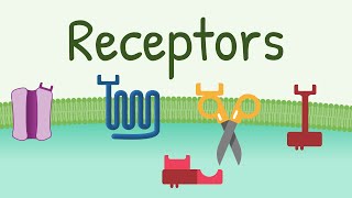 Receptors Types amp Functions [upl. by Meehsar563]