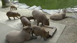 Amazing Sound of Capybaras Singing [upl. by Neelsaj]