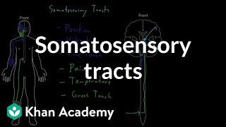 Somatosensory tracts  Organ Systems  MCAT  Khan Academy [upl. by Debora]