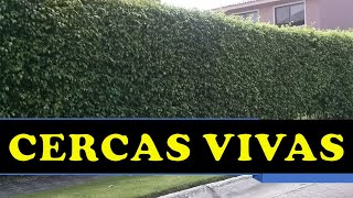 CERCAS VIVAS PARA JARDIN FINCAS Y MAS [upl. by Feodor]