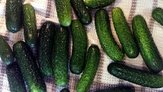 Somewhat Kosher Dill Pickles recipe [upl. by Annawit]