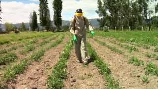 Pesticidewise spot spraying herbicides [upl. by Pen]