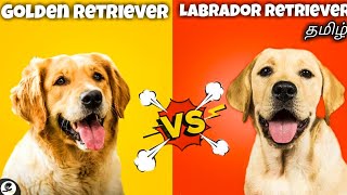 Labrador retriever VS Golden retriever  pet comparison  funny😂 [upl. by Ernaline]