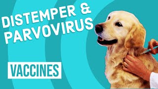 Canine Distemper amp Parvovirus Vaccine [upl. by Ogg38]