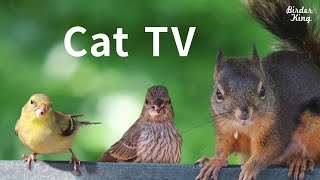 Cat TV 2020 8 Hours  Birds for Cats to Watch Relax Your Pets Beautiful Birds Squirrels [upl. by Hutchison]