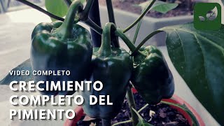 PIMIENTO SIEMBRA CRECIMIENTO Y CUIDADOS VIDEO COMPLETO PASO A PASO [upl. by Ecyob]