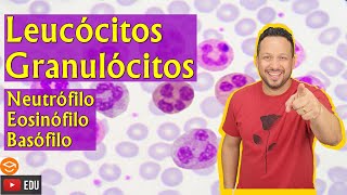 Leucócitos Granulócitos  Neutrófilo  Eosinófilo  Basófilo  Sangue  Tecido Sanguíneo [upl. by Wolram]