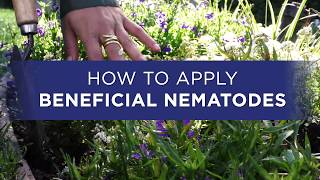 How to Apply Beneficial Nematodes from Organic Control [upl. by Cassiani51]