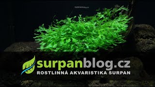 Monosolenium tenerum  Pelia moss  Monosolenium křehké  Akvarijní rostliny  SURPANcz [upl. by Welcy]