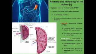 Anatomy amp Physiology of the Spleen [upl. by Picco]