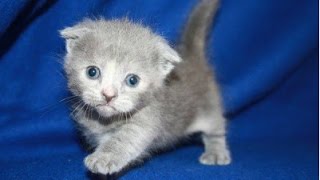 Top 10 Cutest Kittens Compilation  NEW HD [upl. by Deach975]